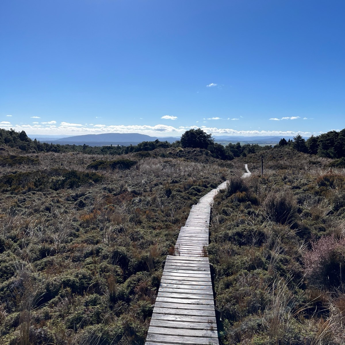 A wooden boardwalk running through low alpine scrub towards distant hills, under a clear sky, on the Tongariro trail.